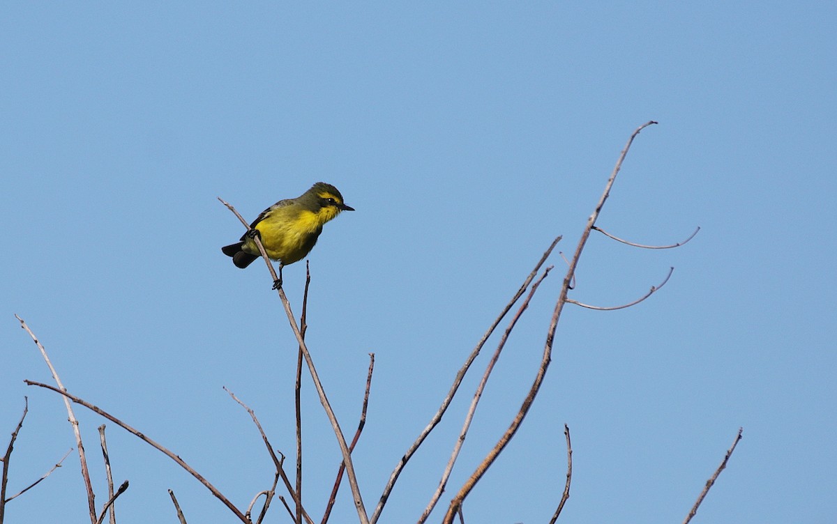 Yellow-browed Tyrant - ML482963731