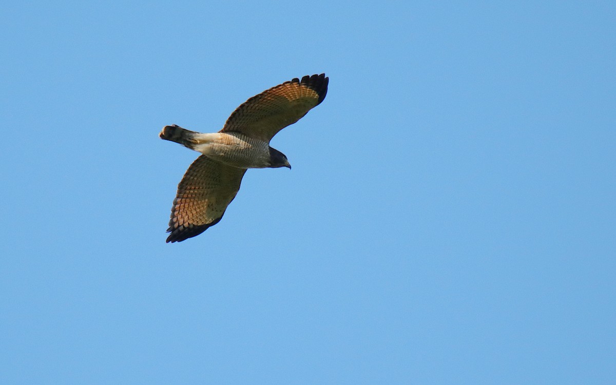 Roadside Hawk - ML482964131