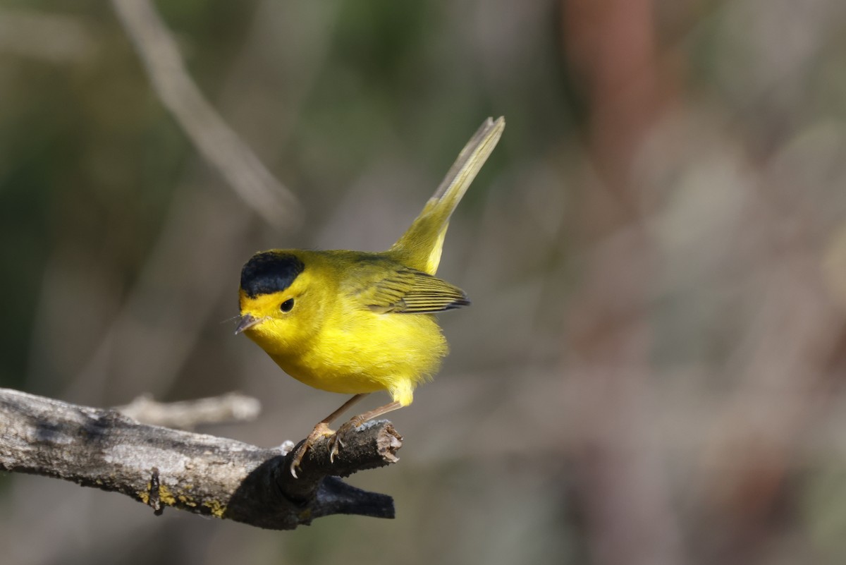 Wilson's Warbler - ML482964551