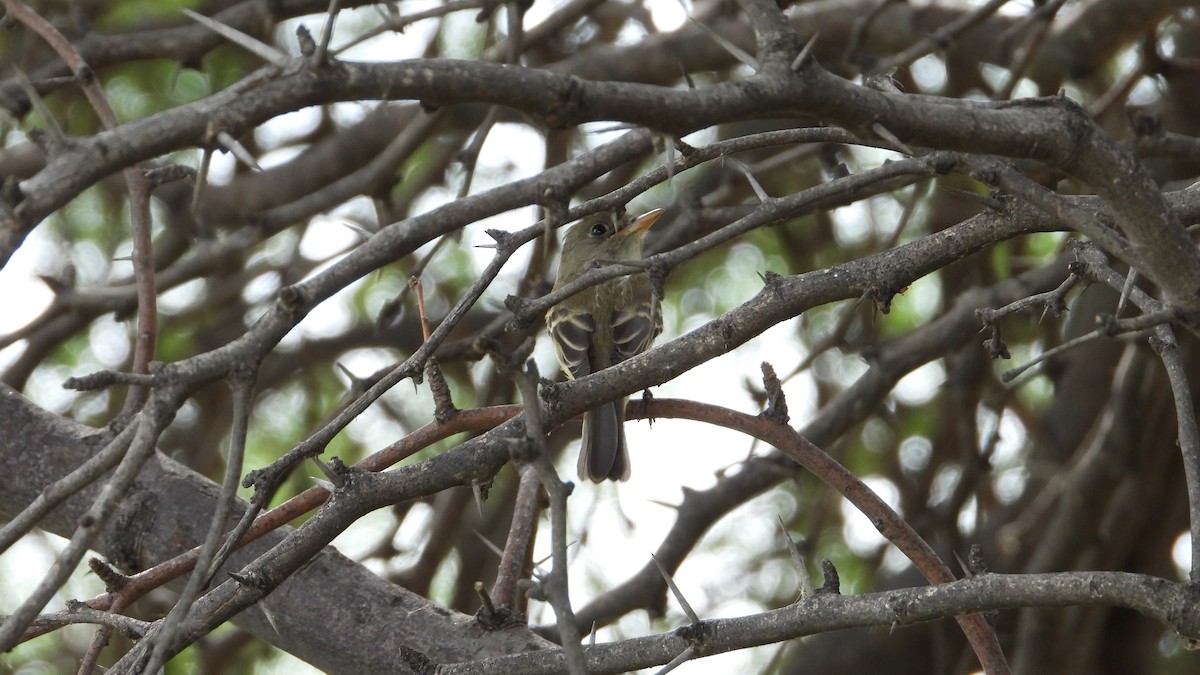 Willow Flycatcher - ML482965071