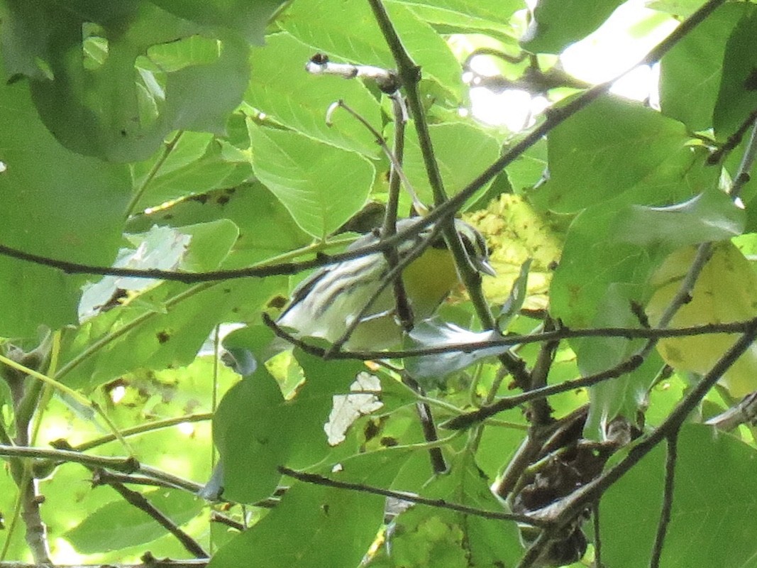 Yellow-throated Warbler - ML482965231