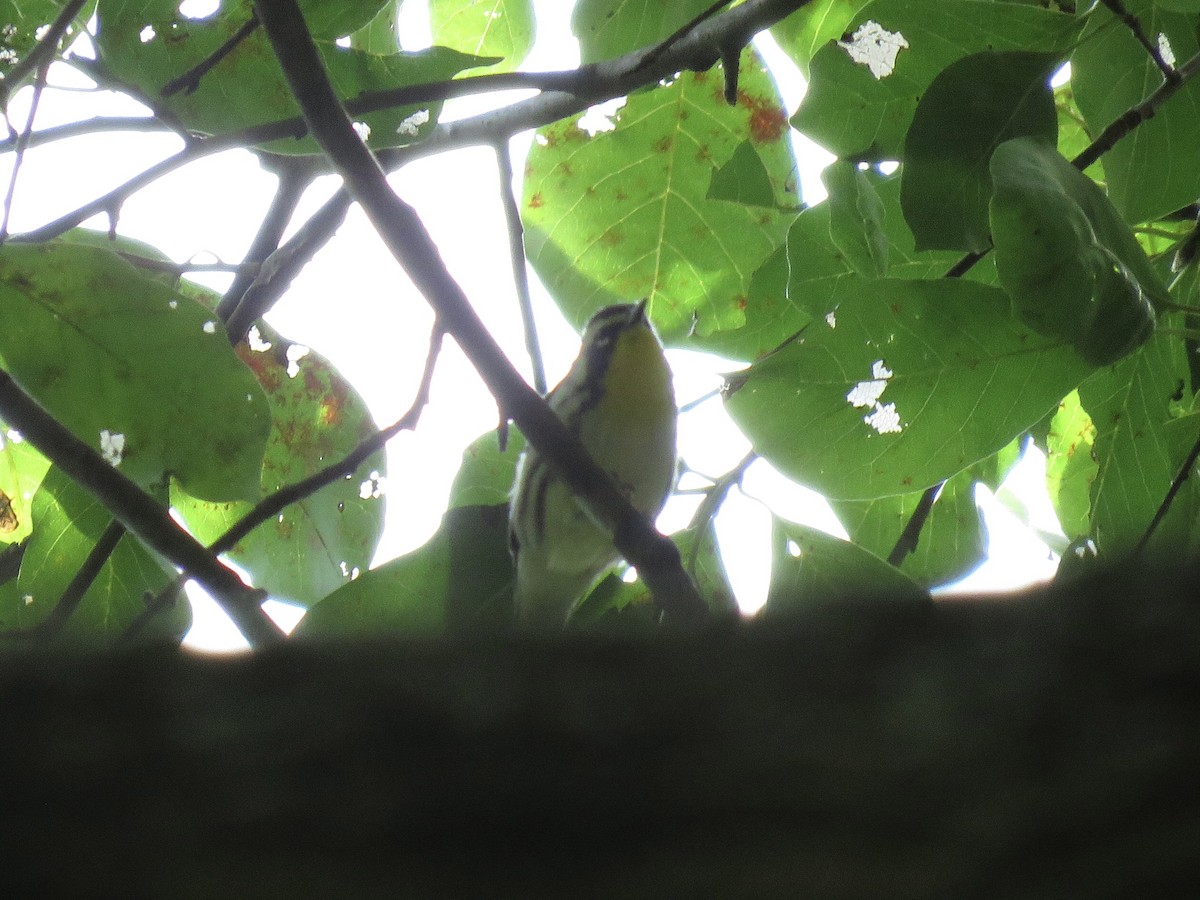 Yellow-throated Warbler - ML482965321