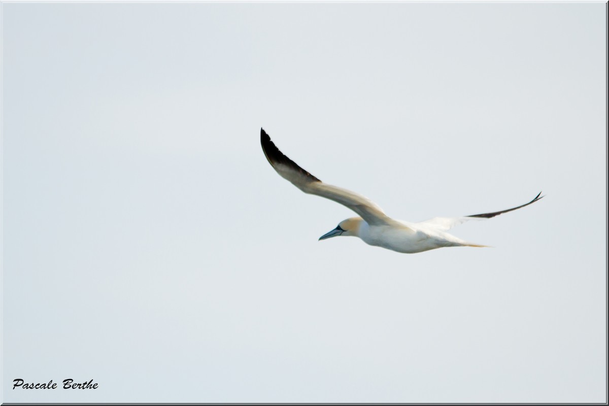 Northern Gannet - ML482965411