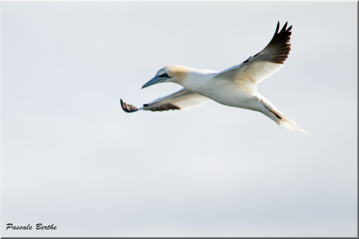 Northern Gannet - ML482965441