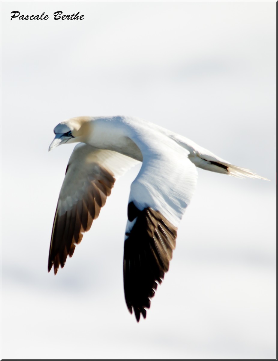 Northern Gannet - ML482965451
