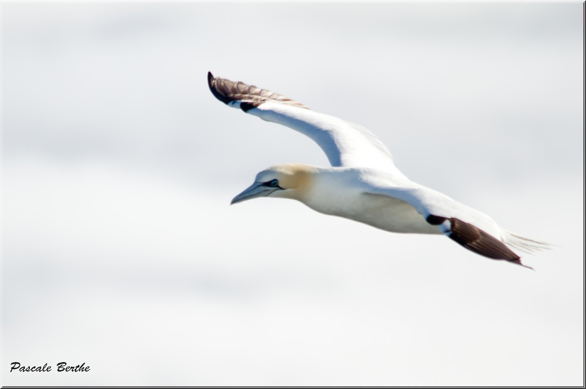 Northern Gannet - ML482965471