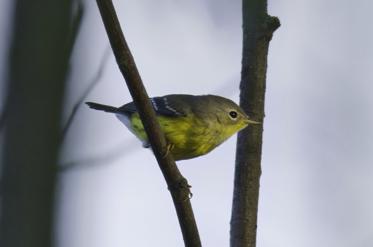 Magnolia Warbler - ML482966201