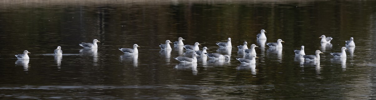 California Gull - ML482966351