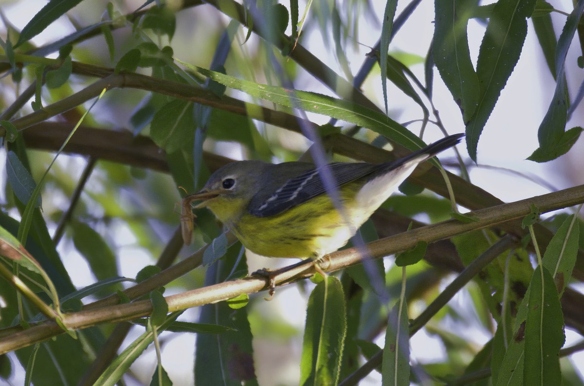 Magnolia Warbler - ML482966361