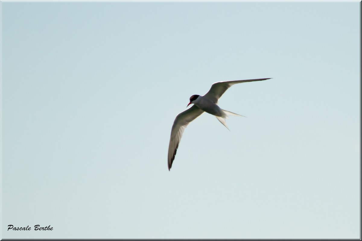 Common Tern - ML482967651