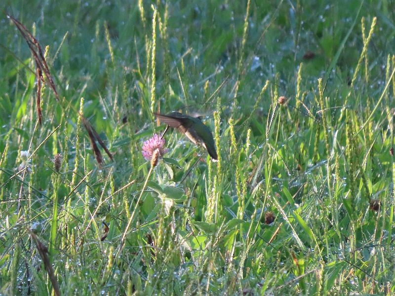 Ruby-throated Hummingbird - ML482968431