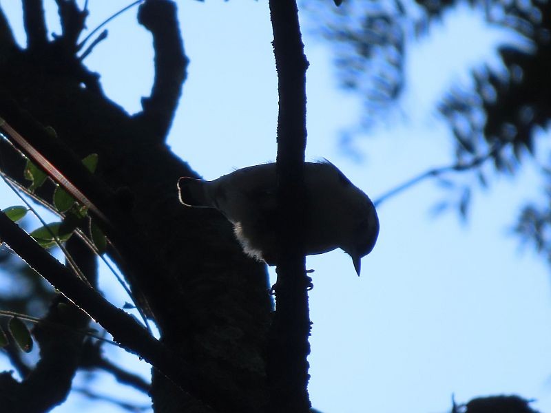 White-breasted Nuthatch - ML482968991