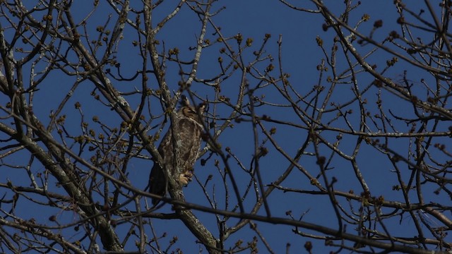 Great Horned Owl - ML482969