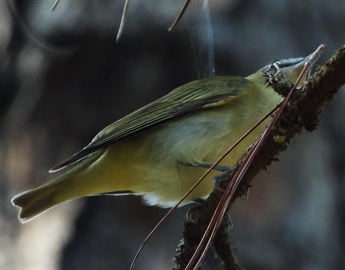 rødøyevireo - ML482971571