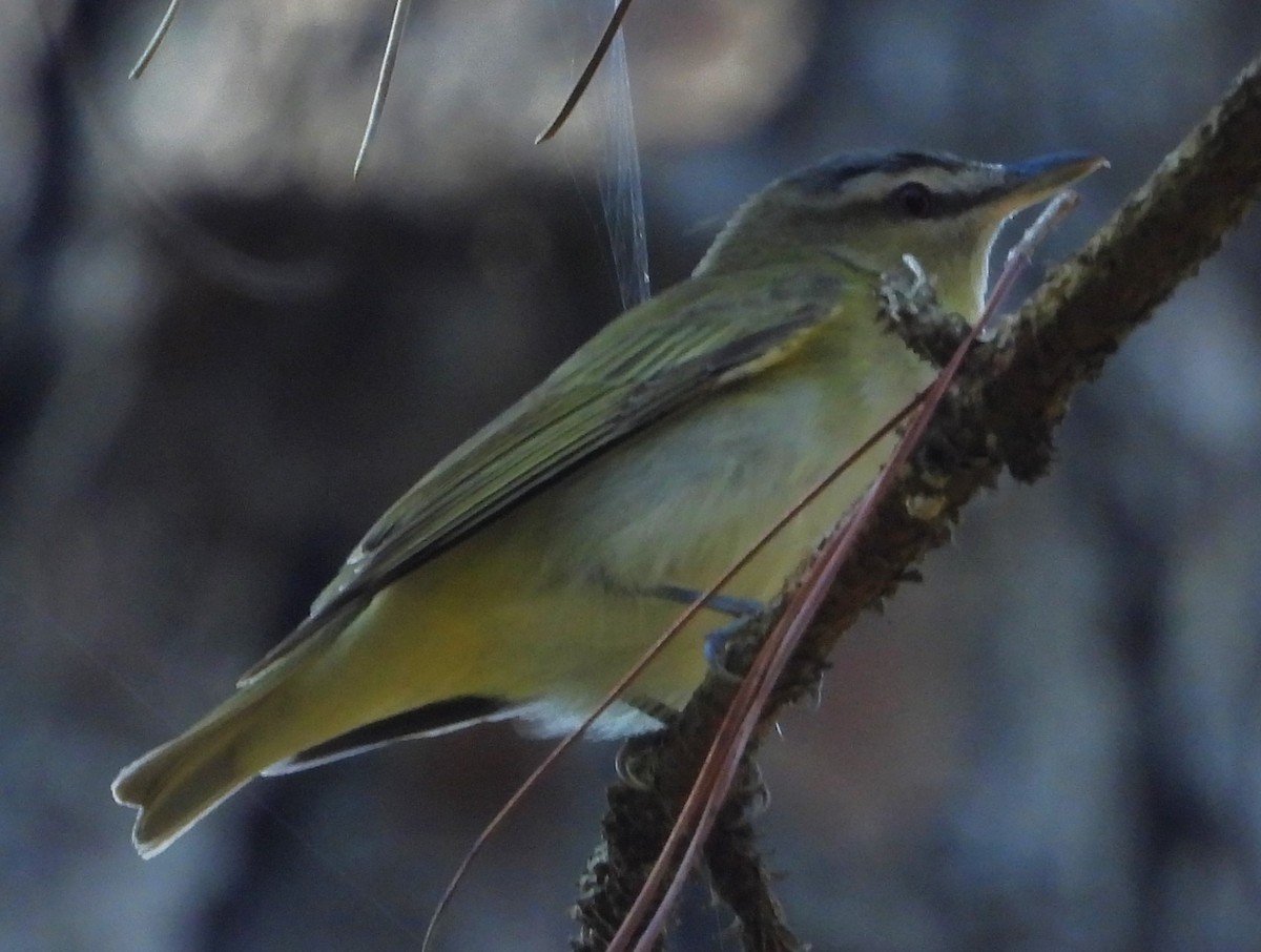 Red-eyed Vireo - ML482971581