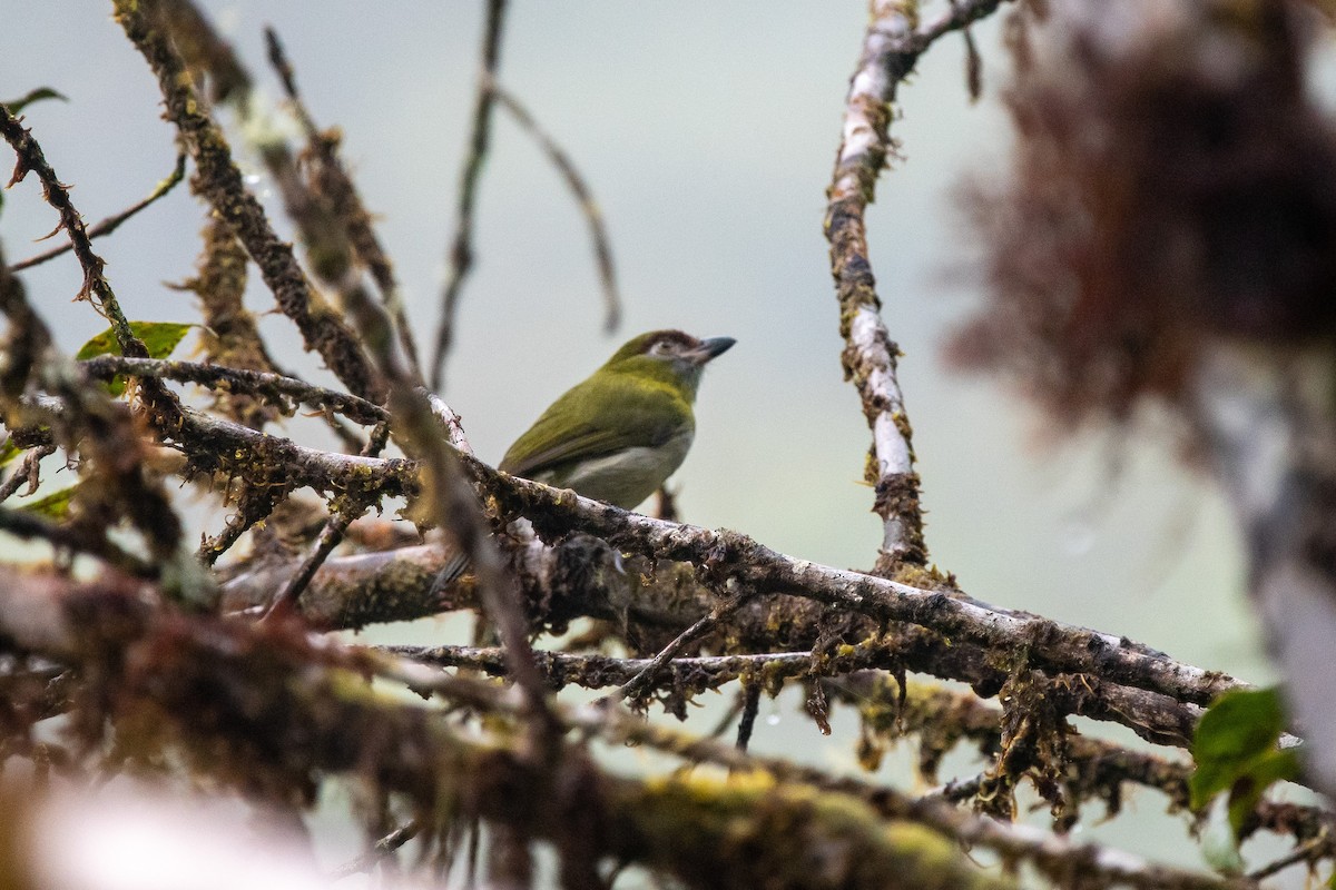 Black-billed Peppershrike - ML482971741