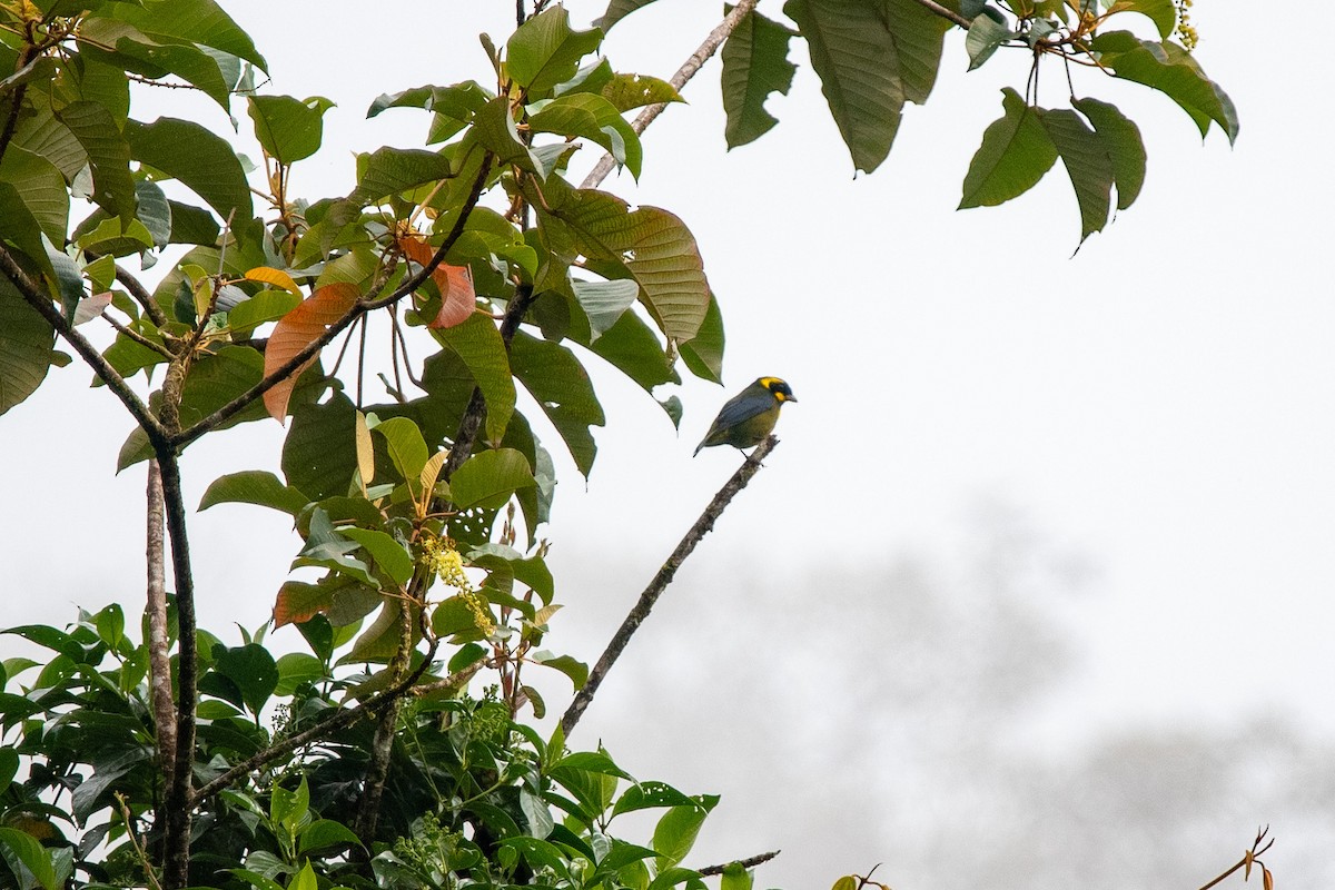 Gold-ringed Tanager - ML482971981