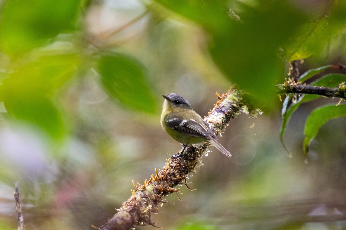 Handsome Flycatcher - ML482973031