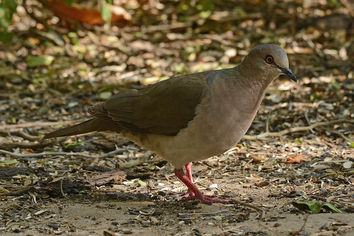 White-tipped Dove - Troy Hibbitts