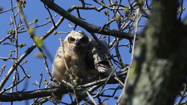 Great Horned Owl - ML482974