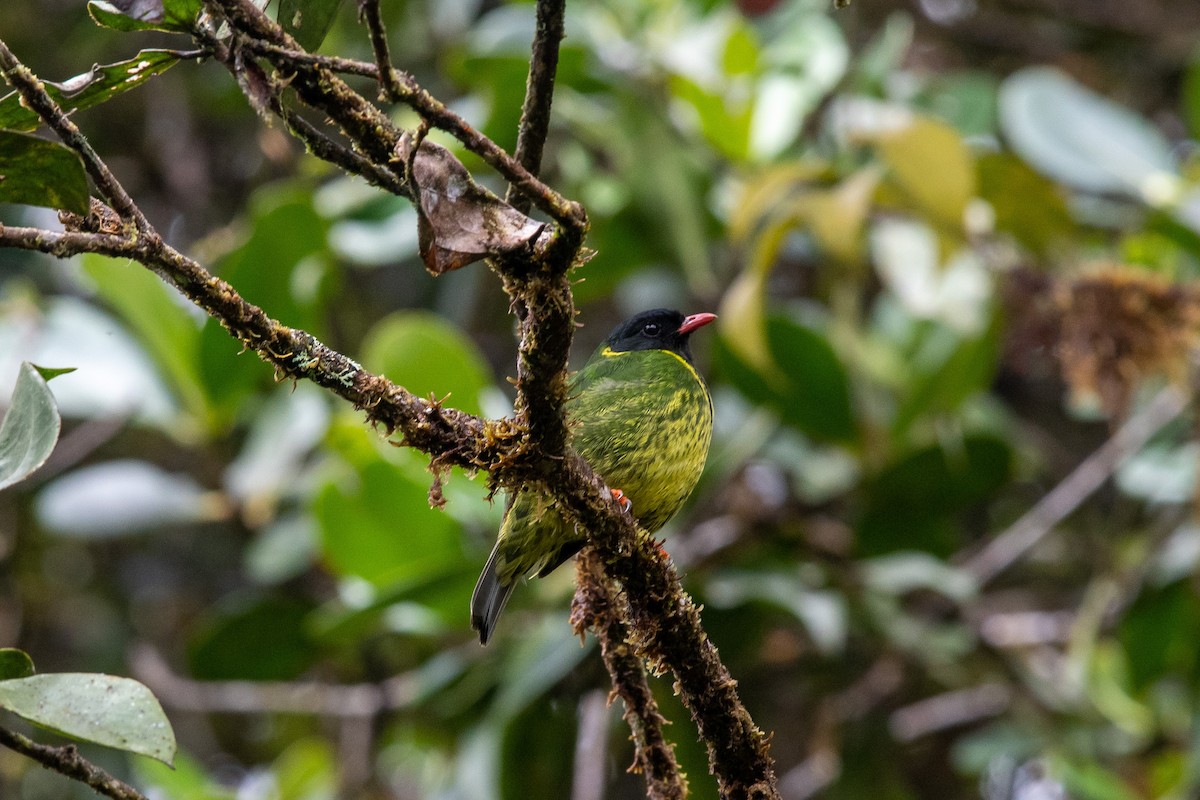 Green-and-black Fruiteater - ML482974001