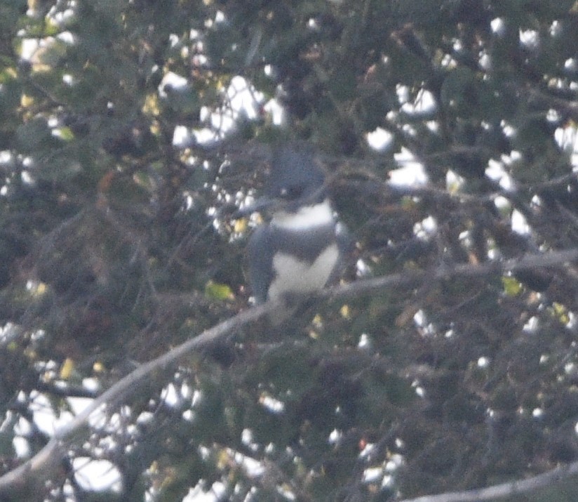 Belted Kingfisher - ML482974461