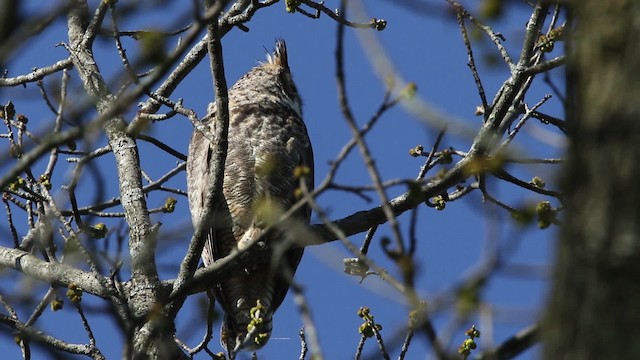 Great Horned Owl - ML482975