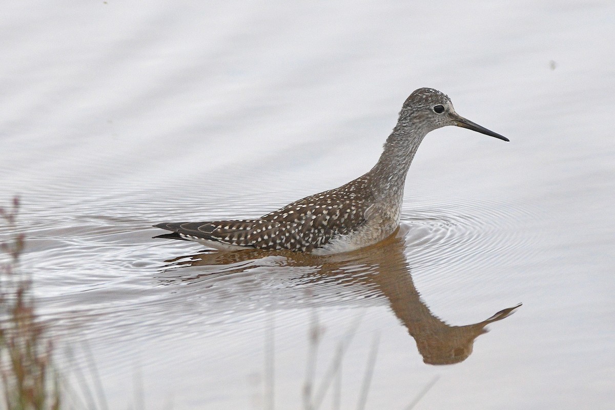 Lesser Yellowlegs - ML482975081