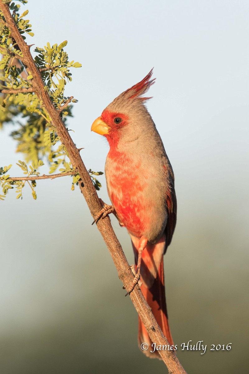 Pyrrhuloxia - ML48297561