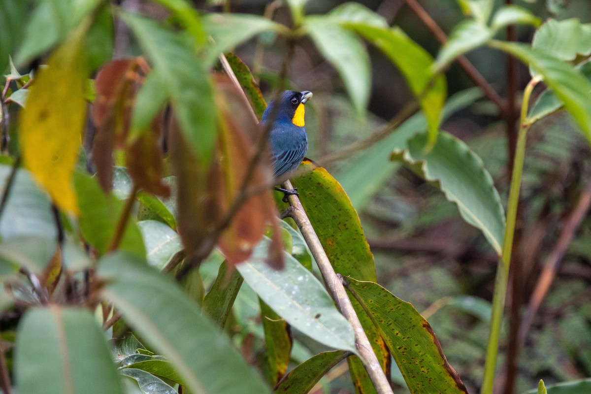 Purplish-mantled Tanager - ML482975781