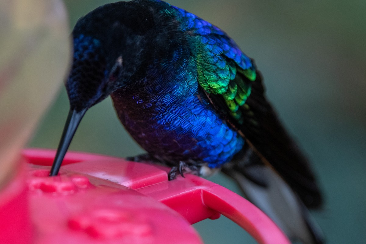 Velvet-purple Coronet - ML482976441