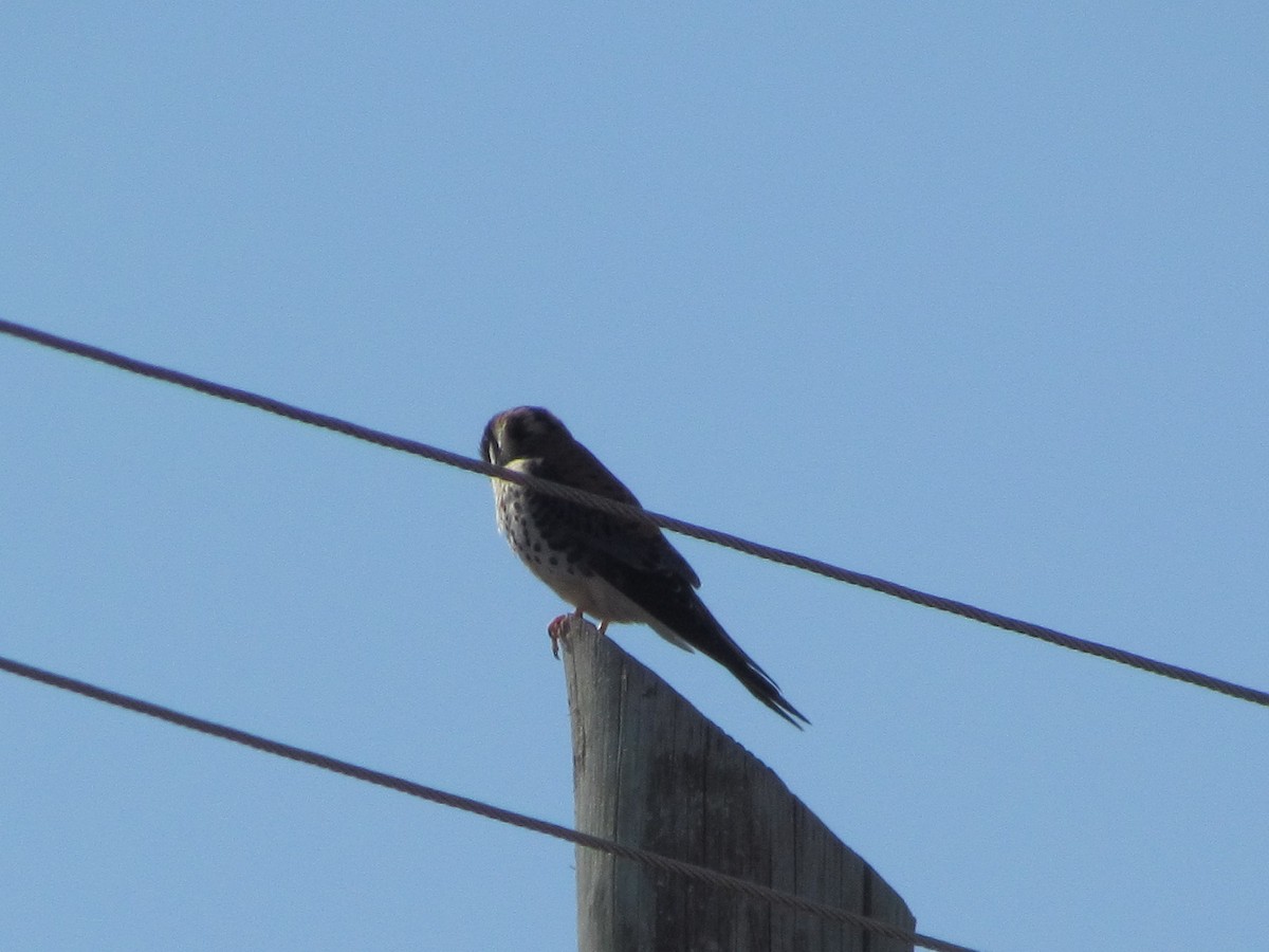 American Kestrel - Marcela Cardinal