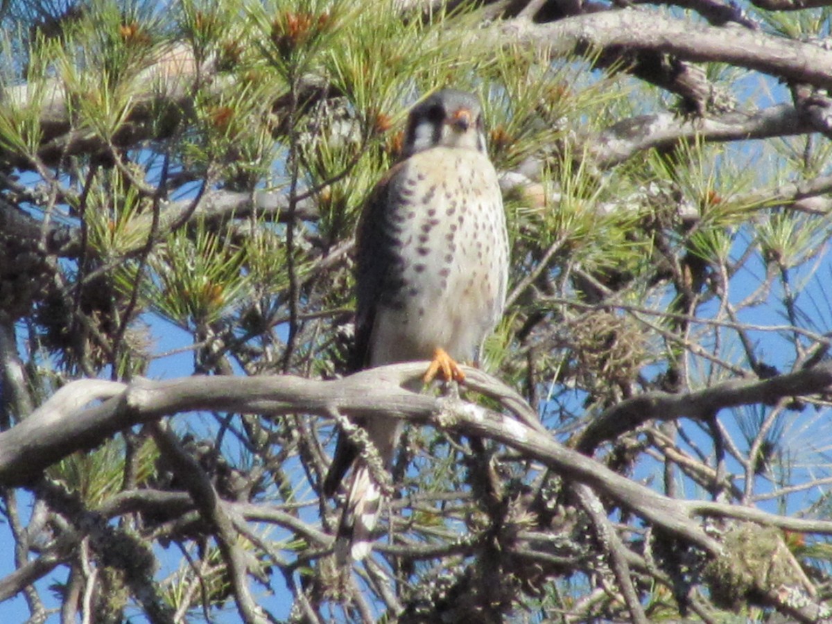 American Kestrel - ML482976711