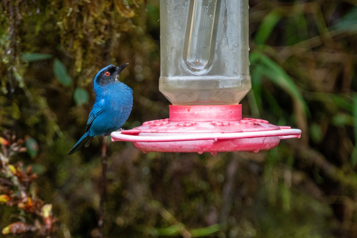Masked Flowerpiercer - ML482977061