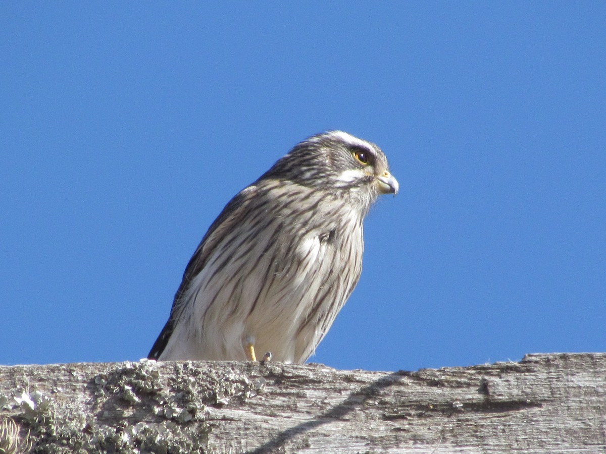 Spot-winged Falconet - ML482977191