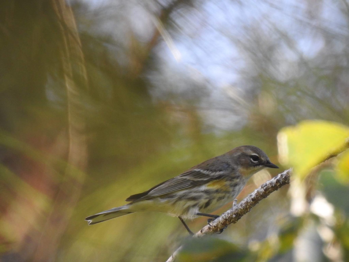 Yellow-rumped Warbler (Myrtle x Audubon's) - ML48297781