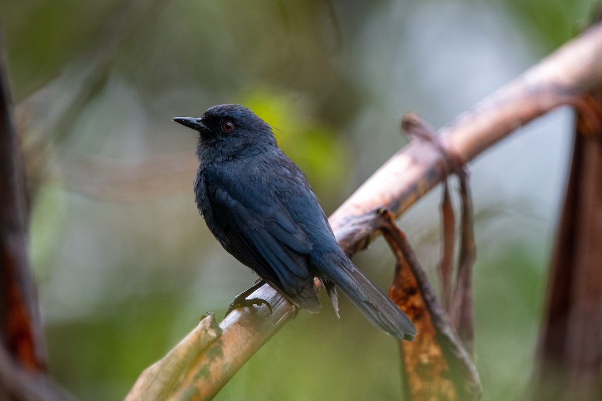 Bluish Flowerpiercer - ML482977941