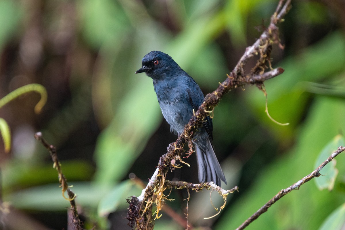 Bluish Flowerpiercer - ML482978261