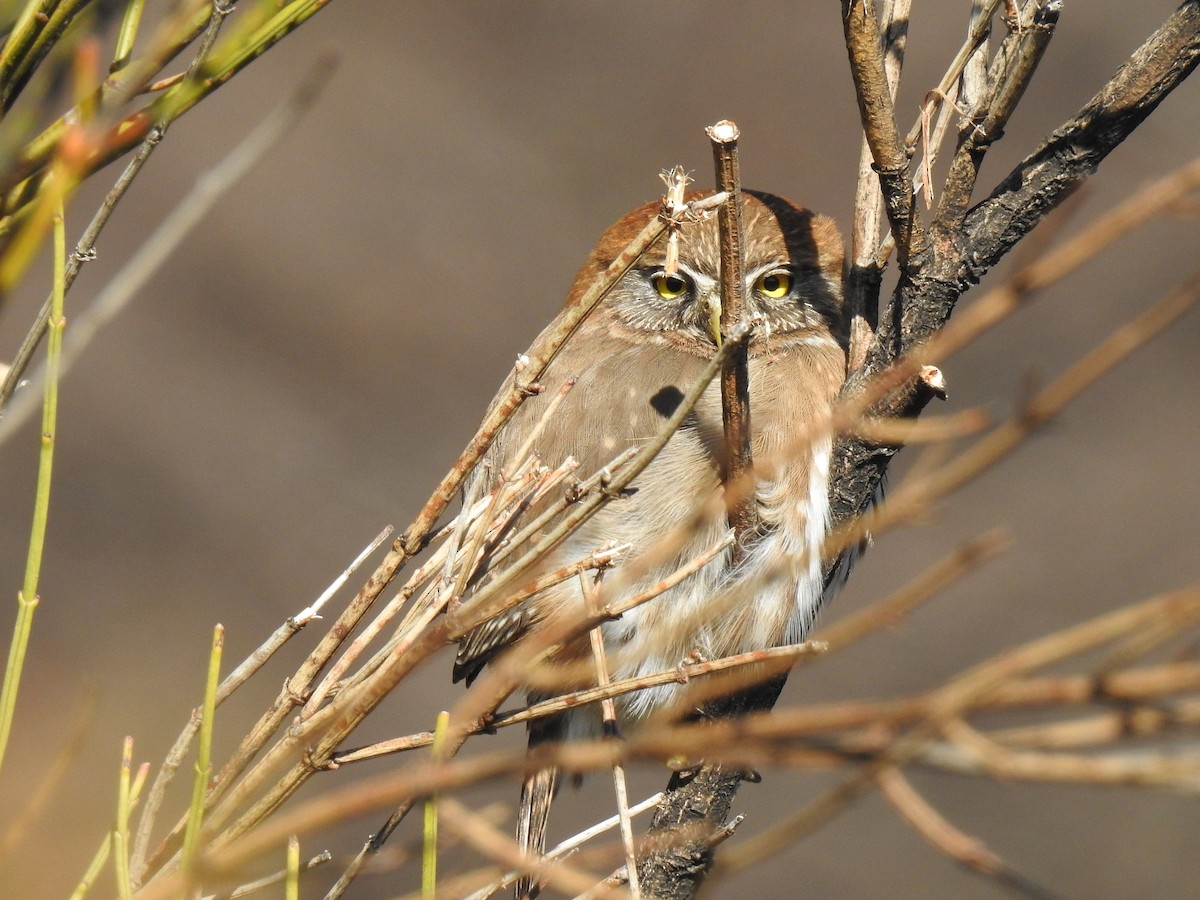 Austral Pygmy-Owl - ML482978281