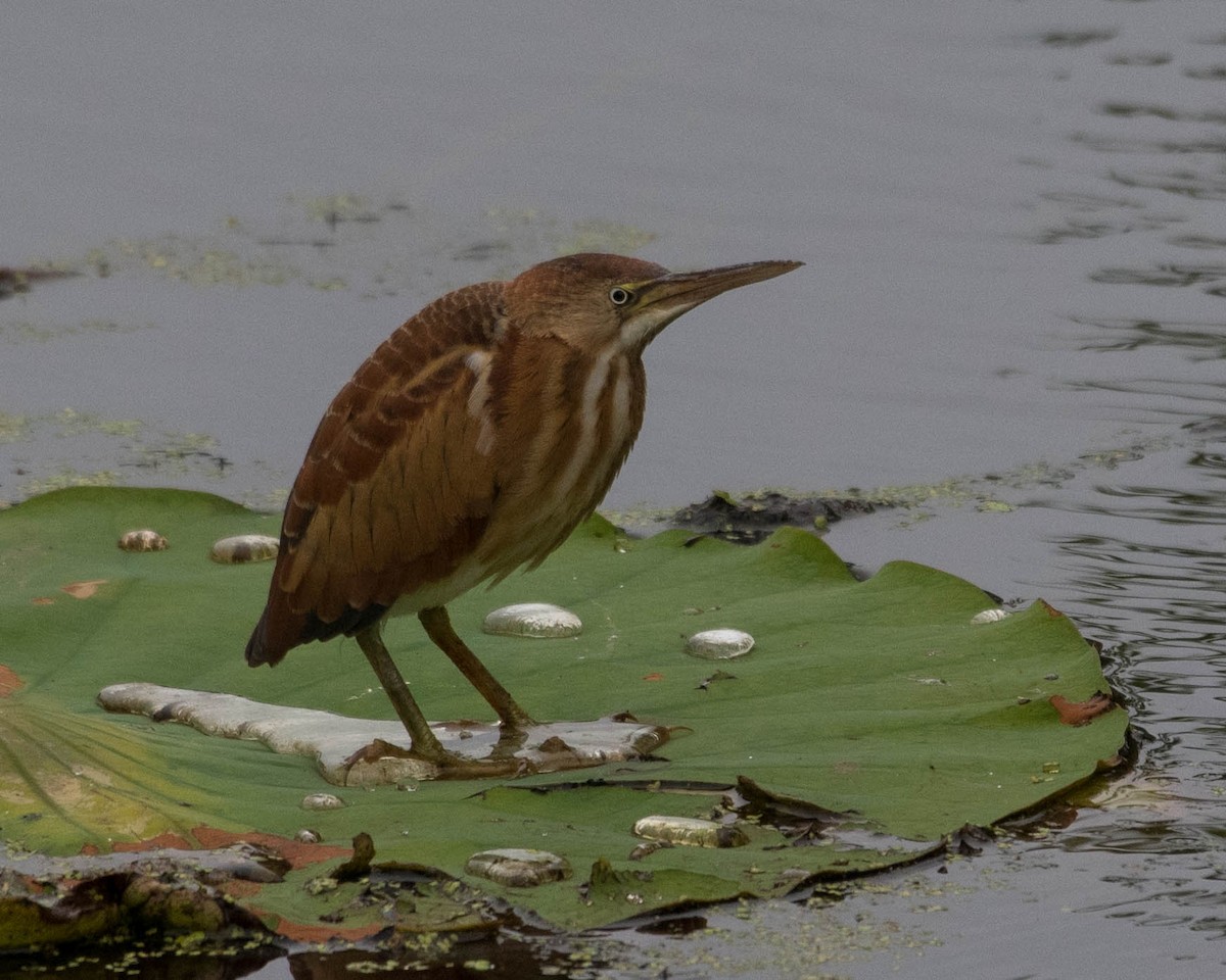 Least Bittern - ML482978661