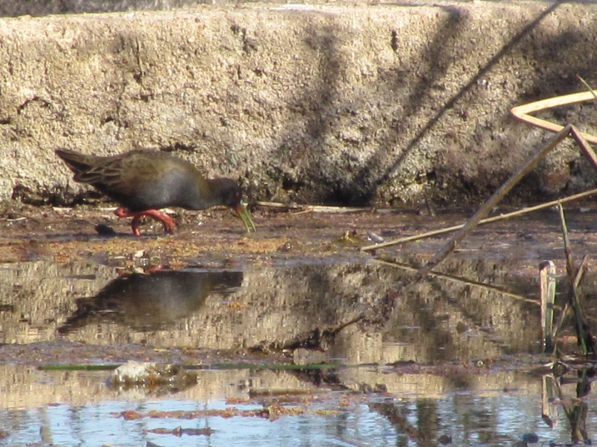 Plumbeous Rail - ML482978951