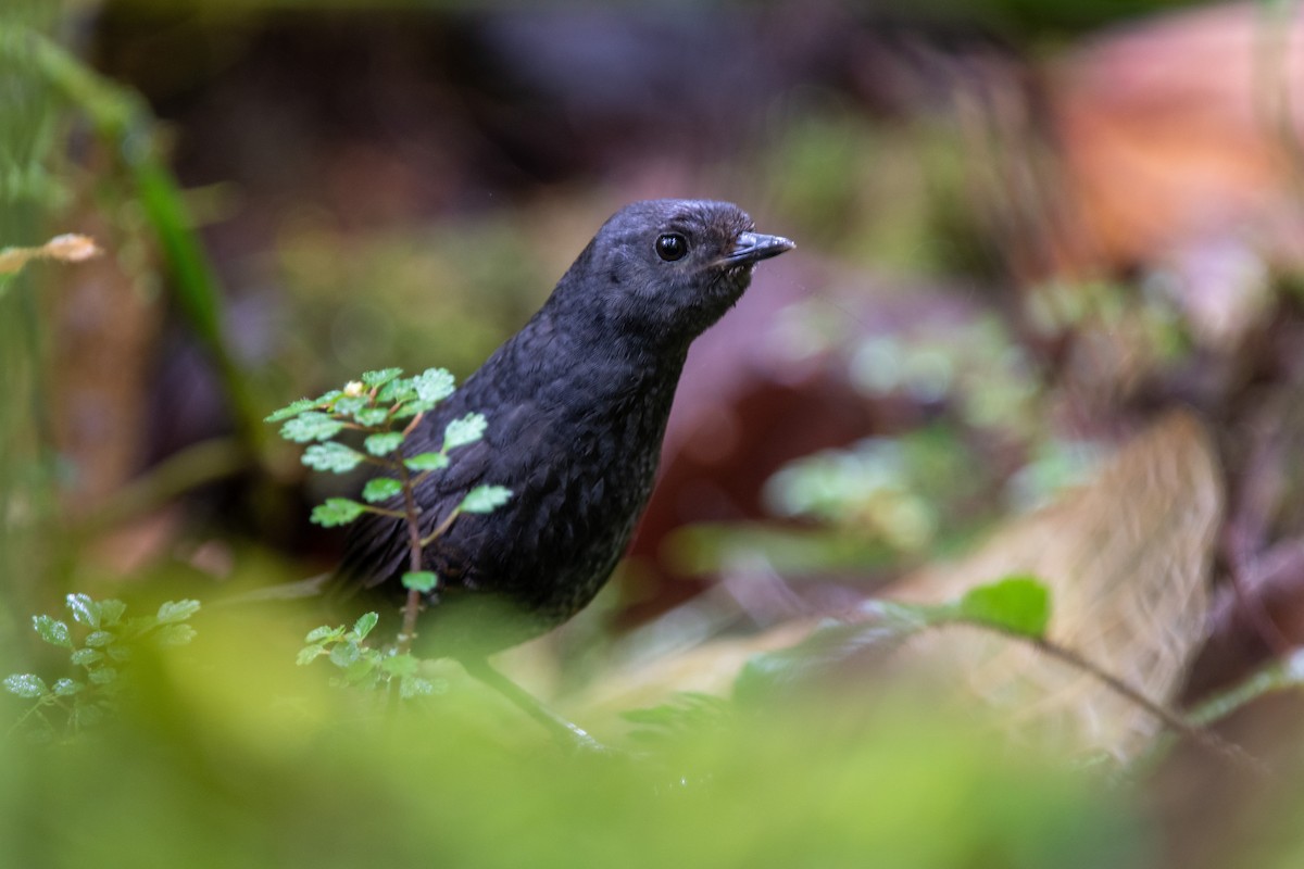 Nariño Tapaculo - ML482978961