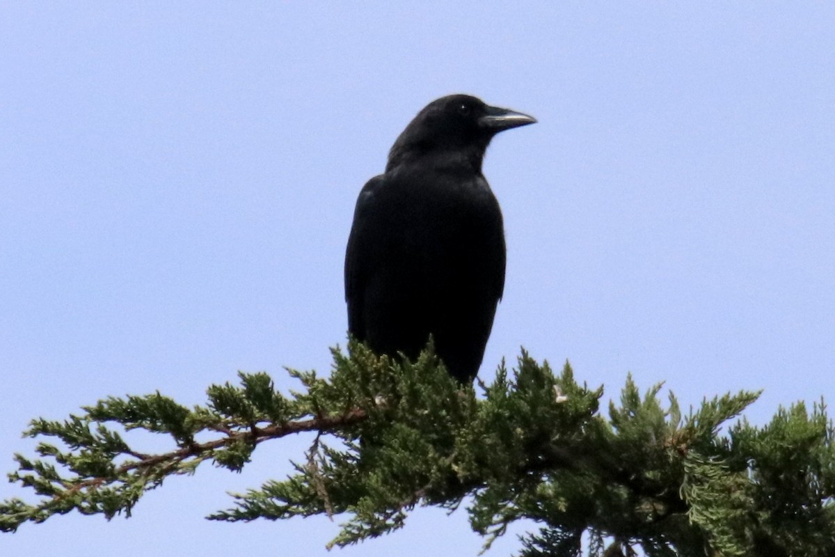 American Crow - ML482979361