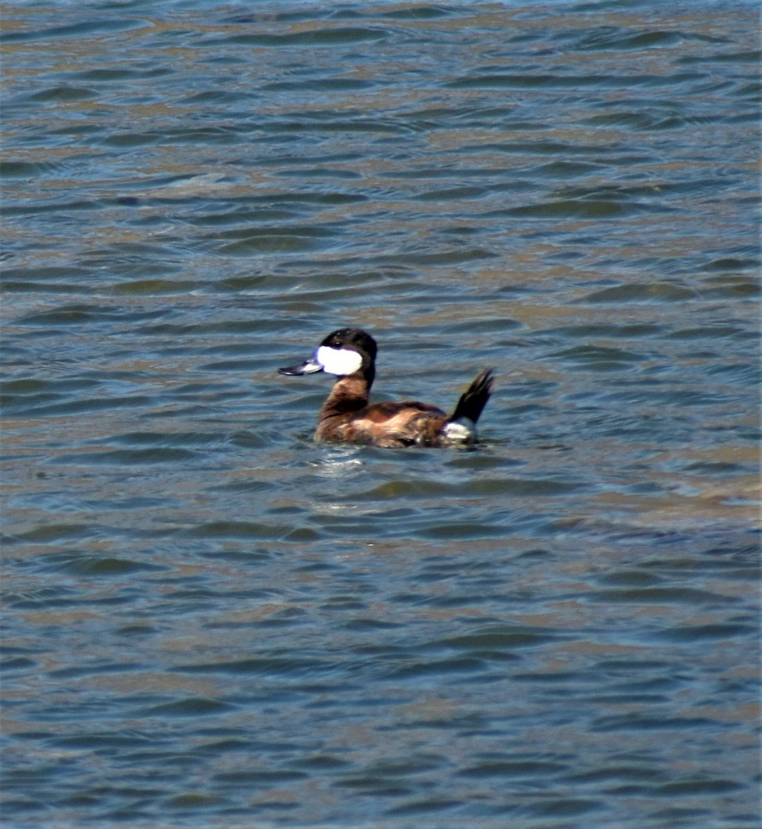 Ruddy Duck - ML482979651