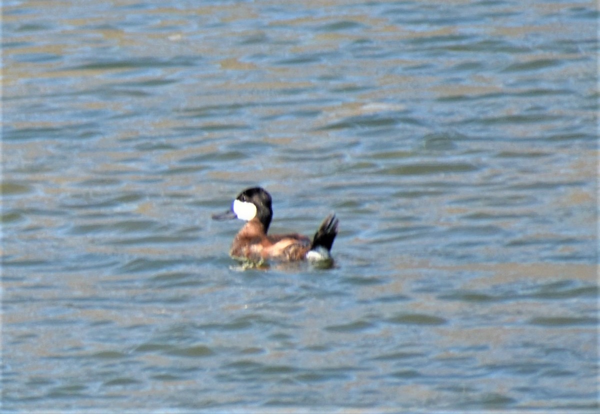 Ruddy Duck - ML482979771