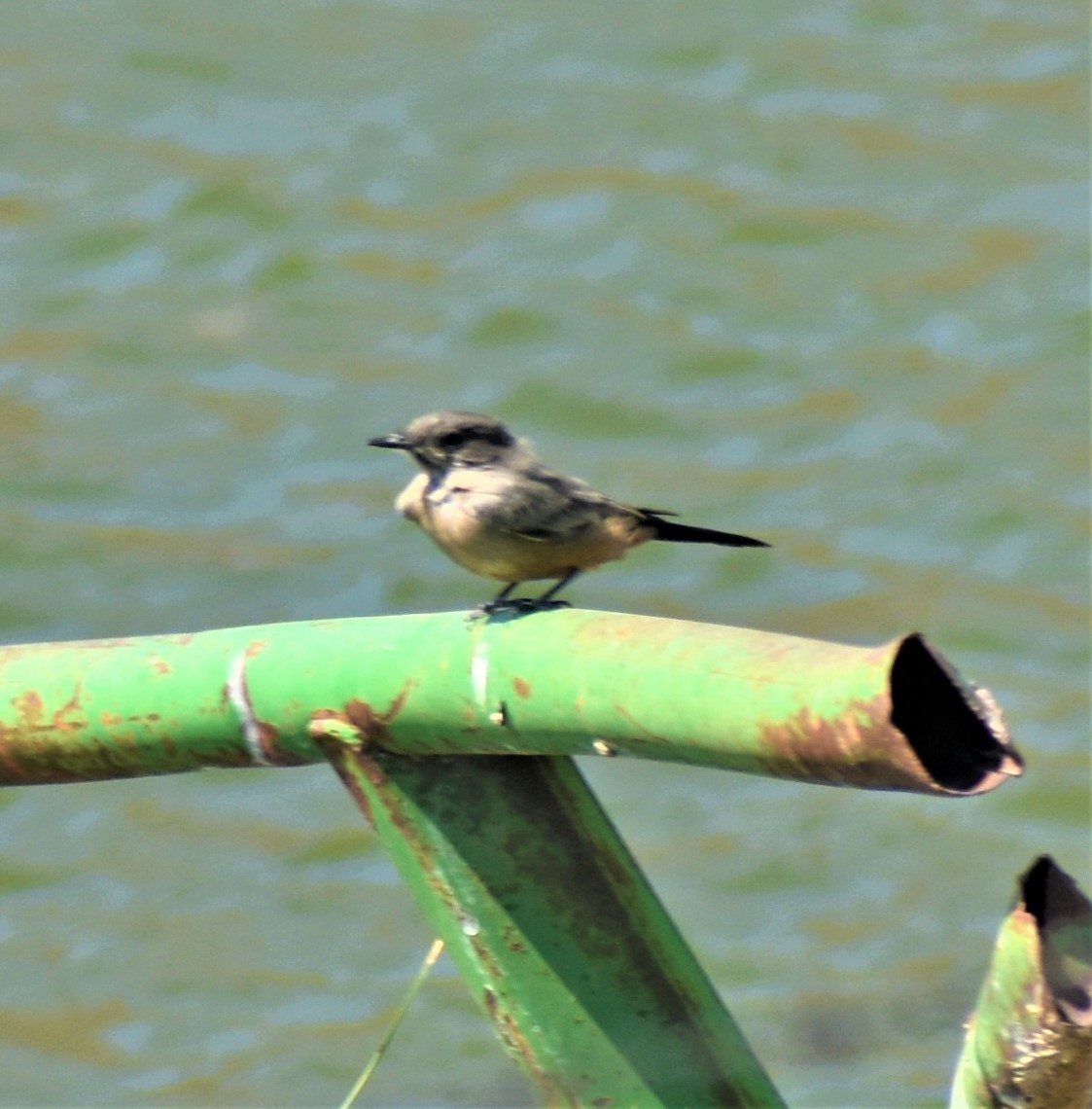 Say's Phoebe - ML482979921