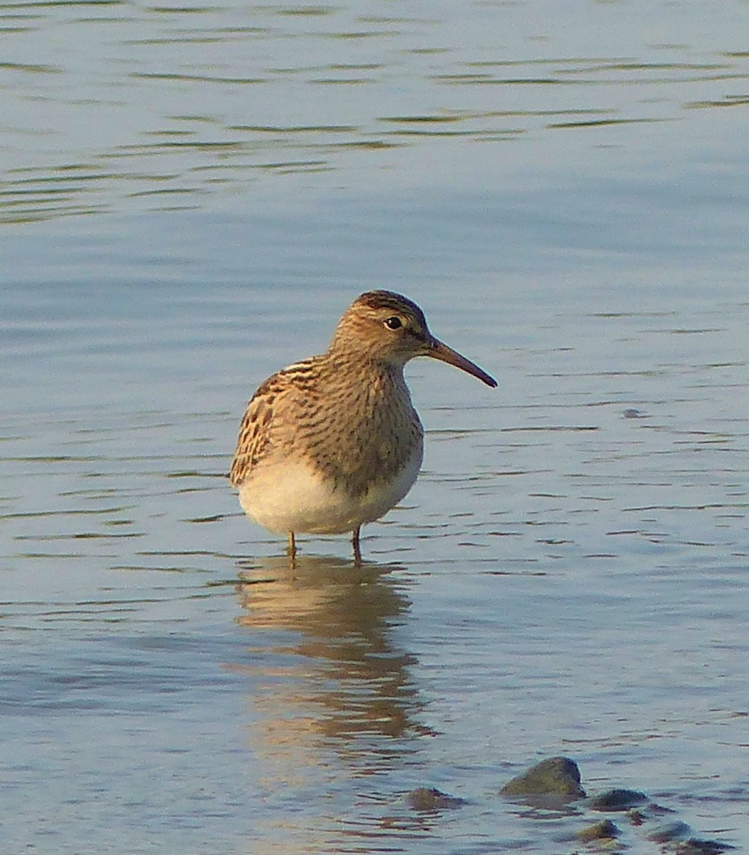 Pectoral Sandpiper - Marie Giroux