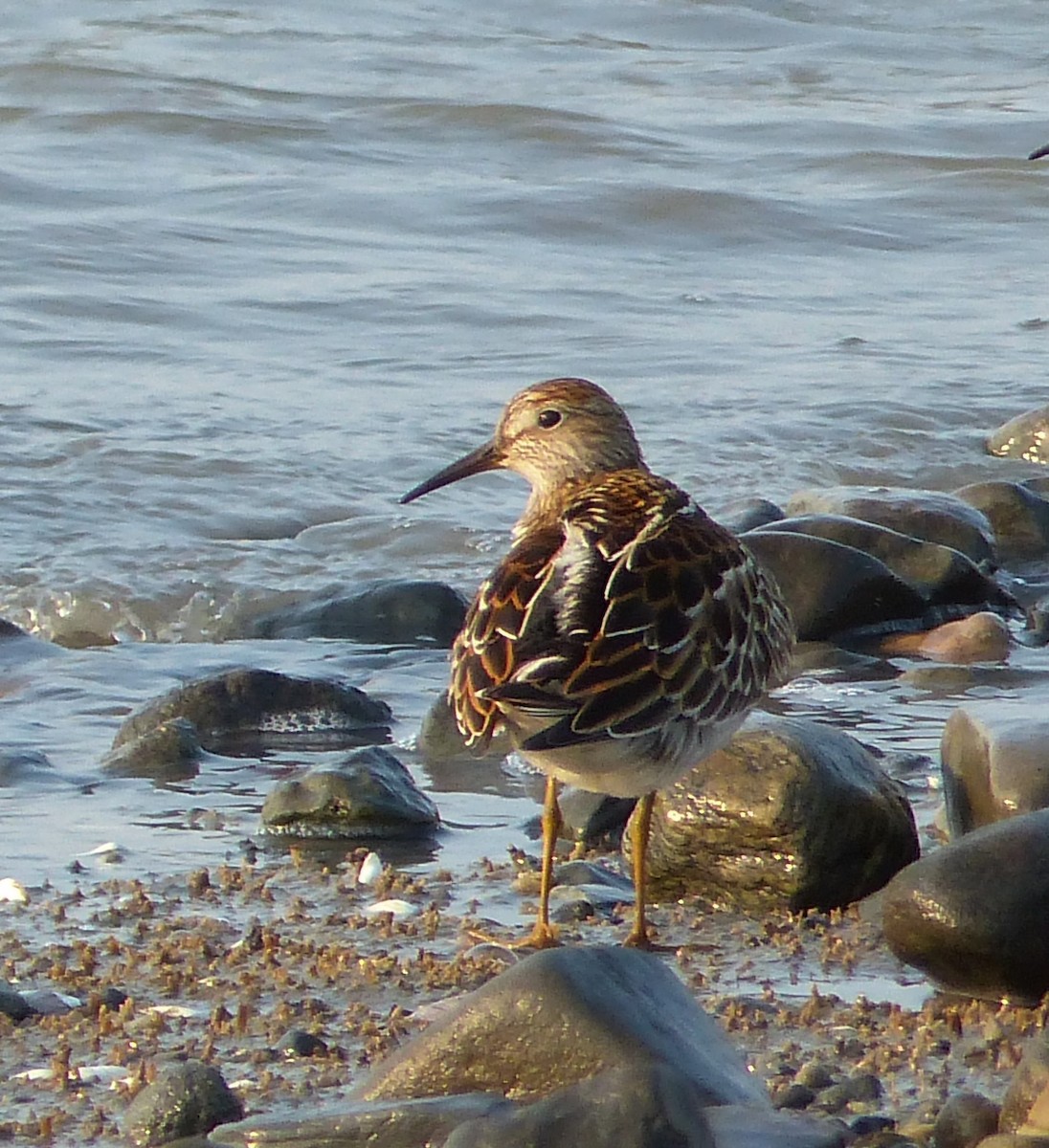 Pectoral Sandpiper - Marie Giroux