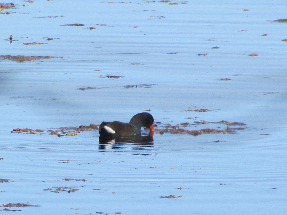 Gallinule d'Amérique - ML482980651