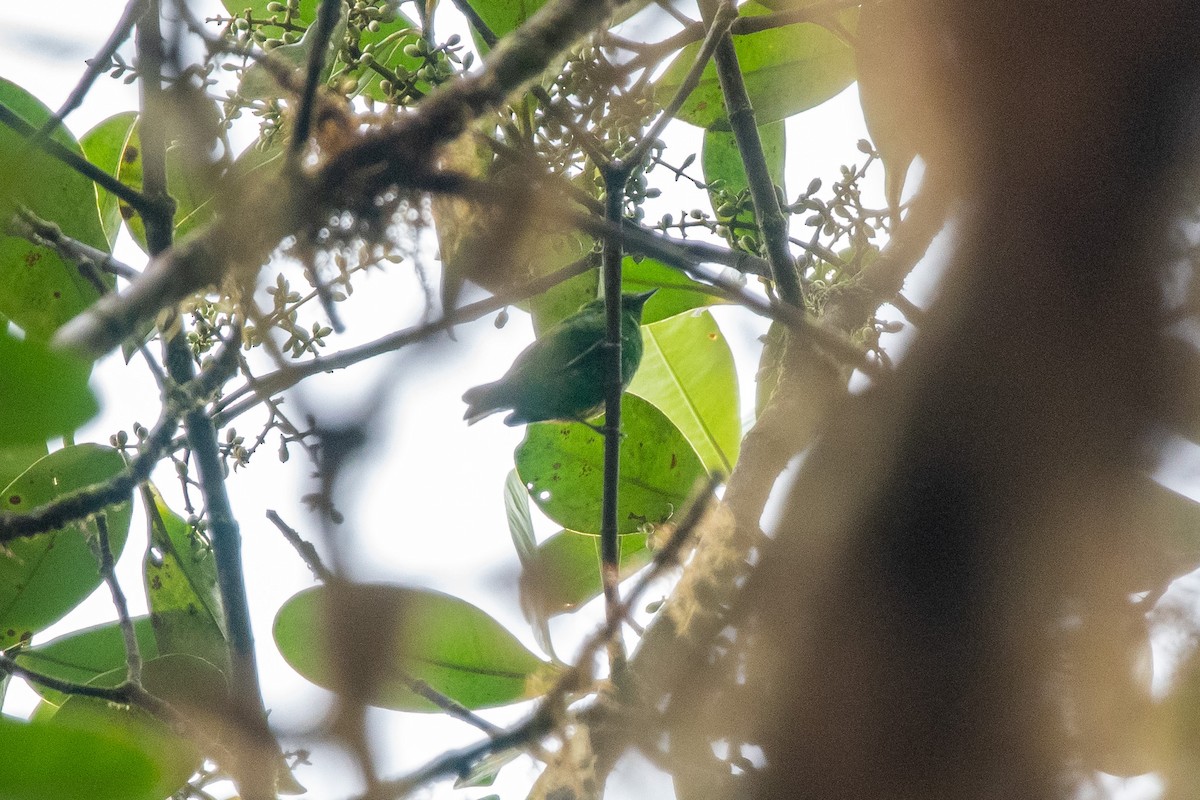 Glistening-green Tanager - ML482981301